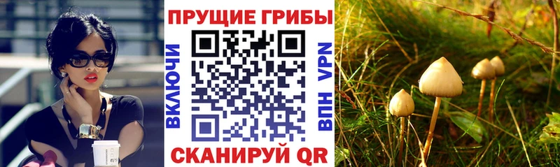 купить наркоту  Раменское  Псилоцибиновые грибы GOLDEN TEACHER 